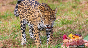 Programação ambiental movimenta Zoológico de Belo Horizonte no feriado